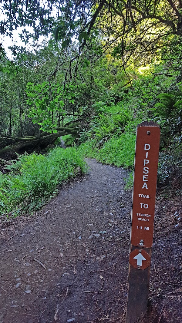 Dipsea Trail 1