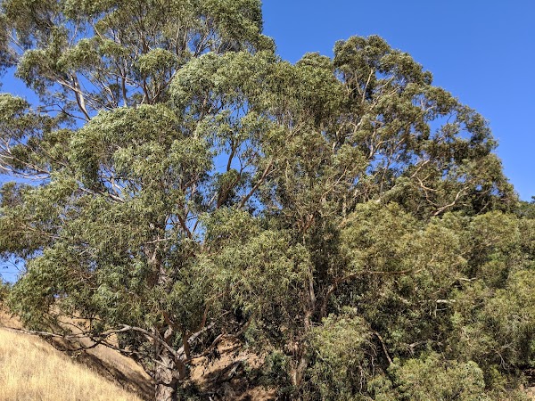 Golden Eagle Trail 3