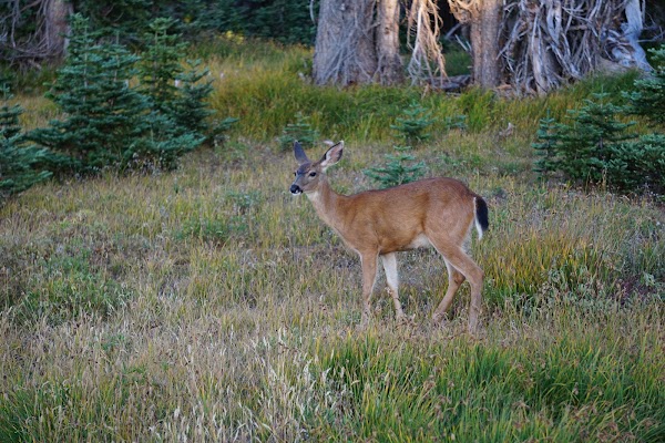 Hurricane Ridge Road 4