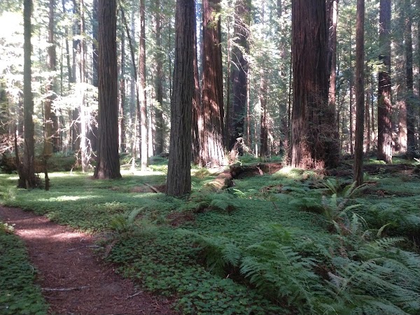 Avenue of the Giants