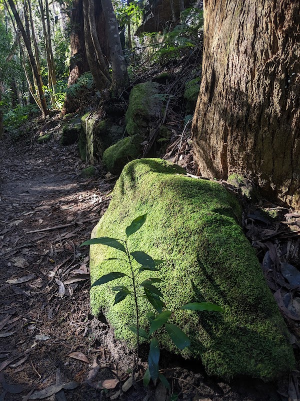 Birdwood Gully Round Walk 2
