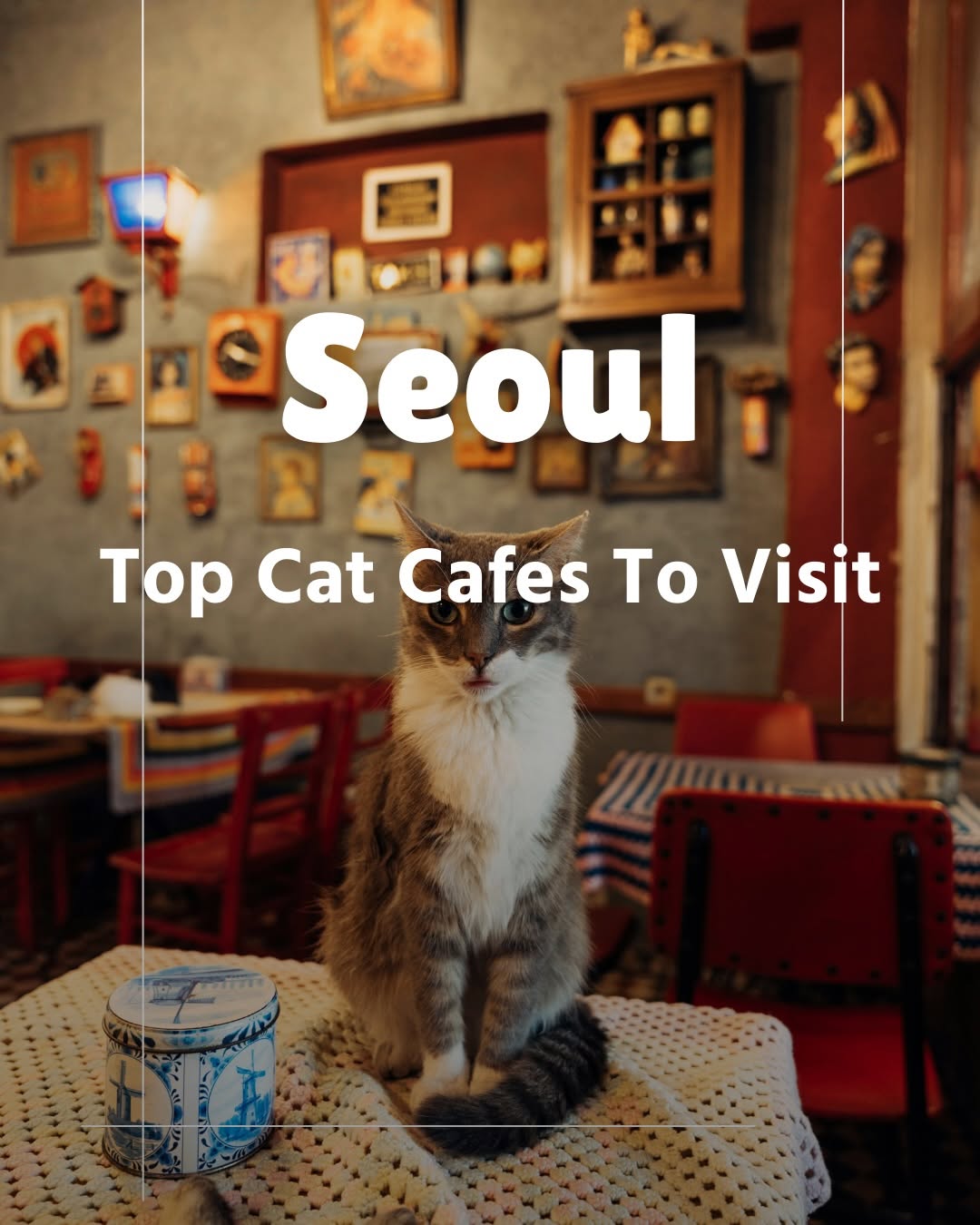 Seoul's Cat Cafes and Palaces
