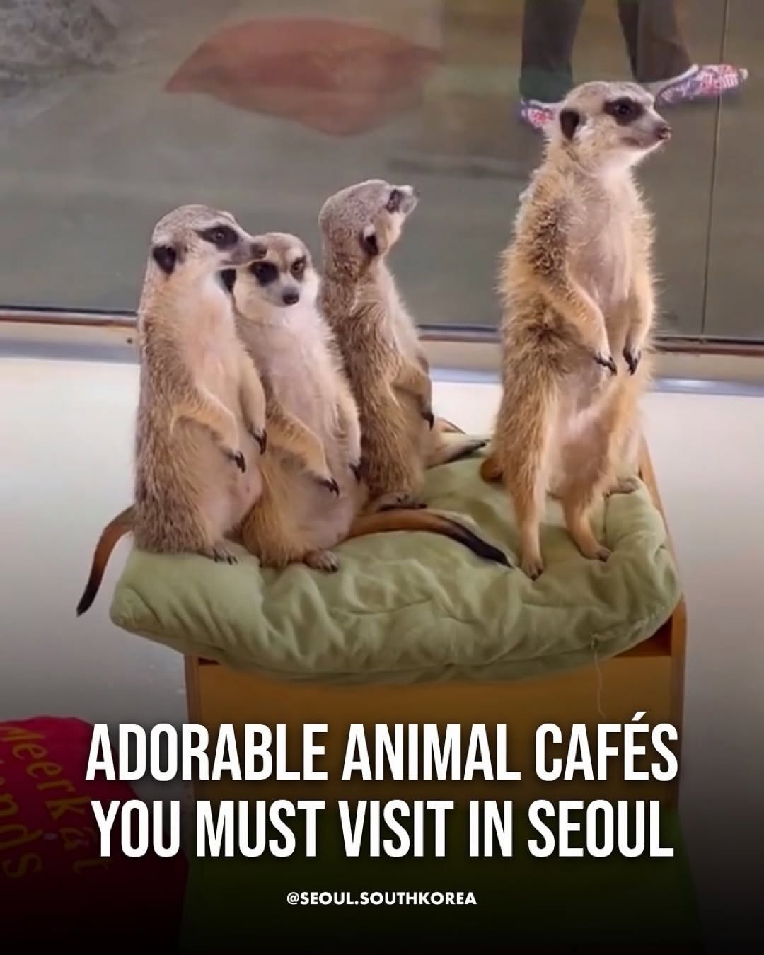 Seoul's Top Animal Cafes For Cuddles