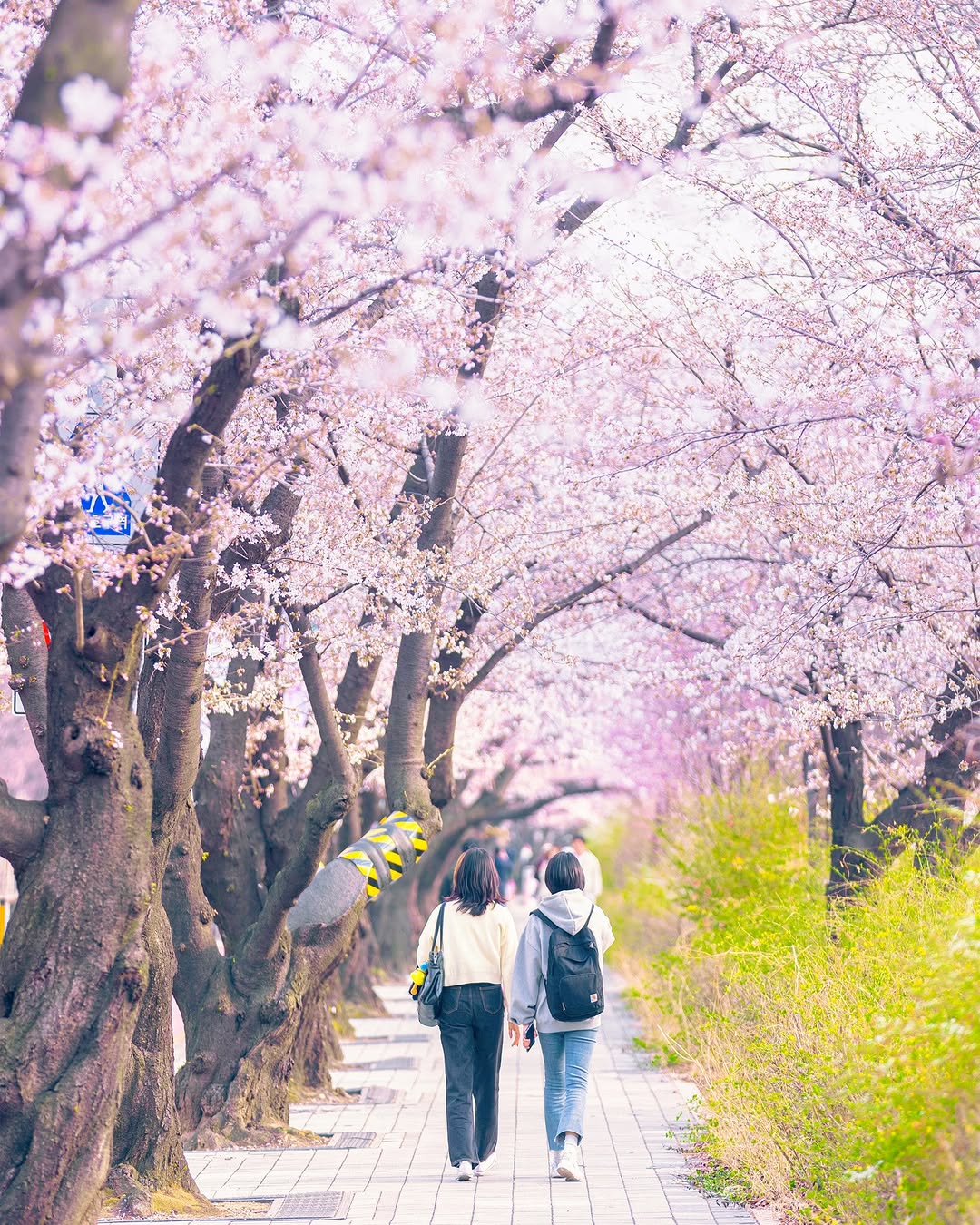 Best Places For Cherry Blossoms In Seoul