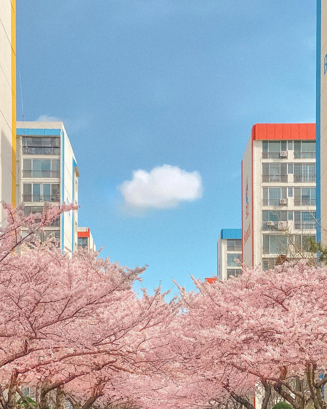 Namcheon-dong Cherry Blossoms And Photo Classes