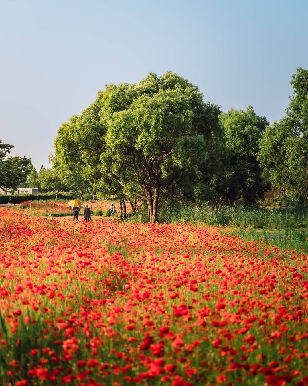 Water Garden's Poppies Bloom Beautifully