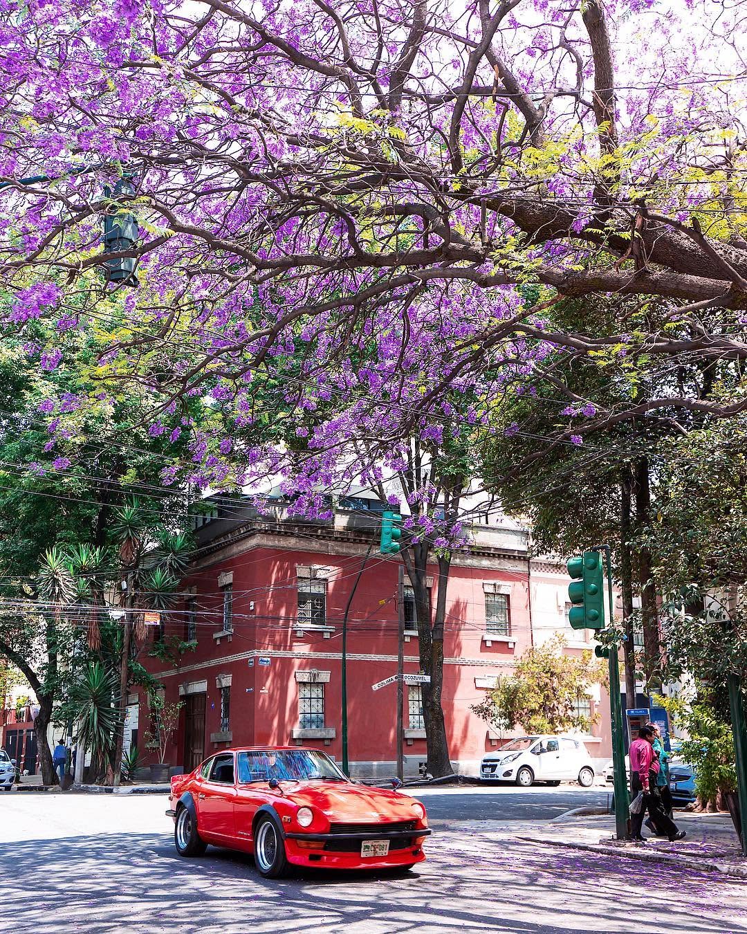 Roma, Mexico City During Jacaranda Season