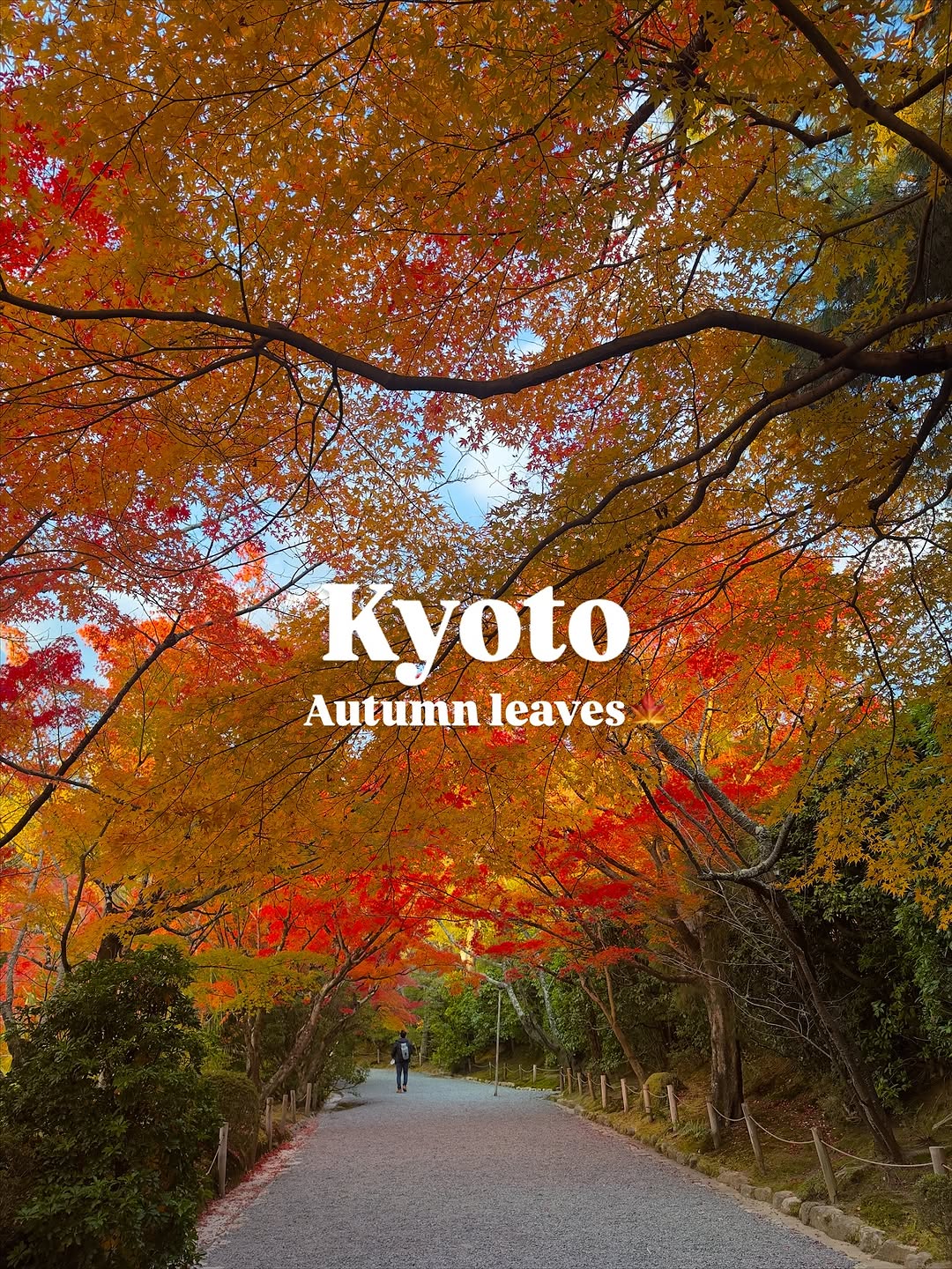 Kyoto's Ryōan-ji Temple Transformed by Autumn Beauty