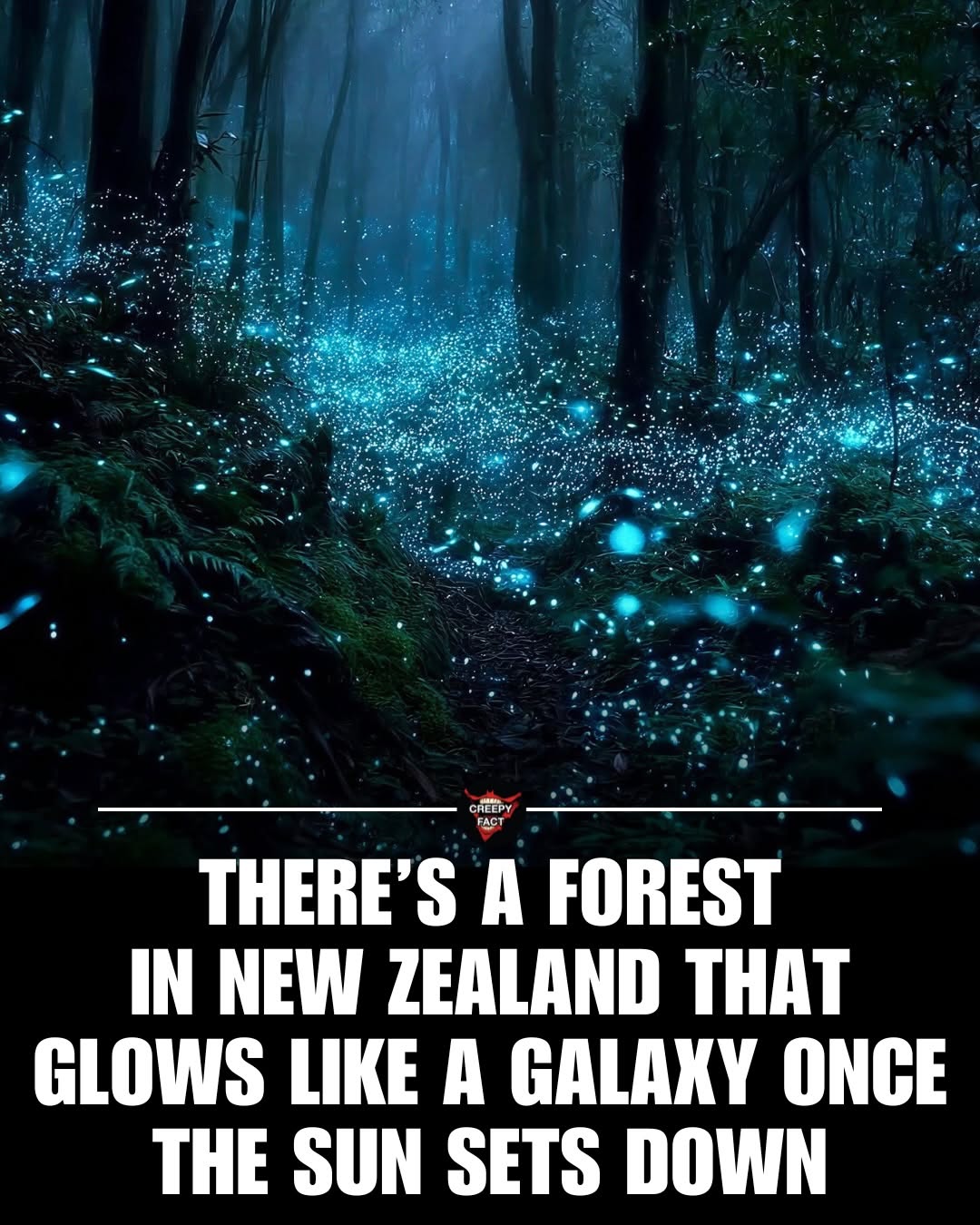 Waitomo Glowworm Caves Light Up Like The Galaxy