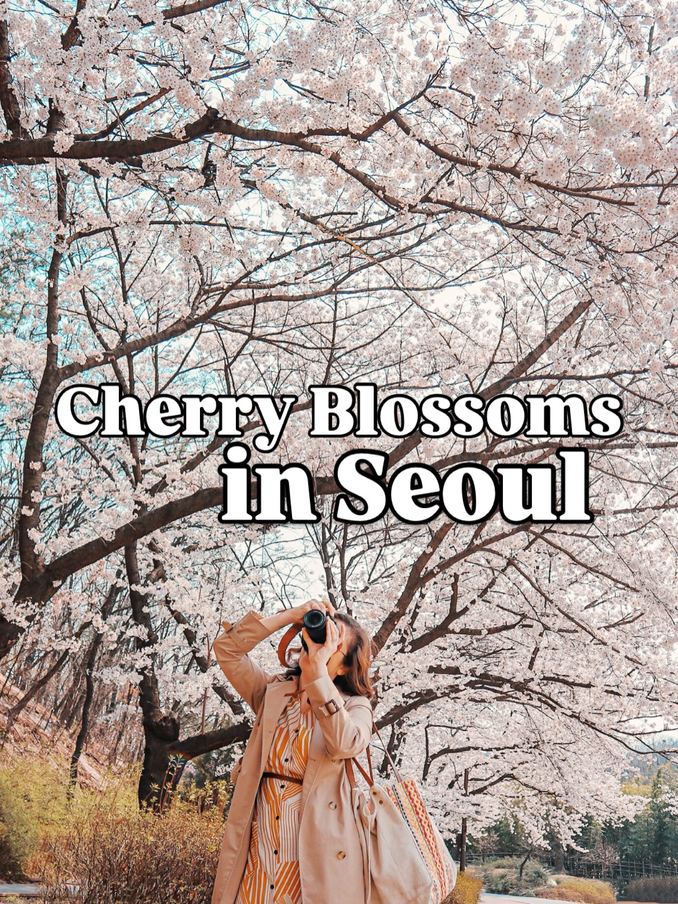 Best Cherry Blossom Viewing Spots in Seoul
