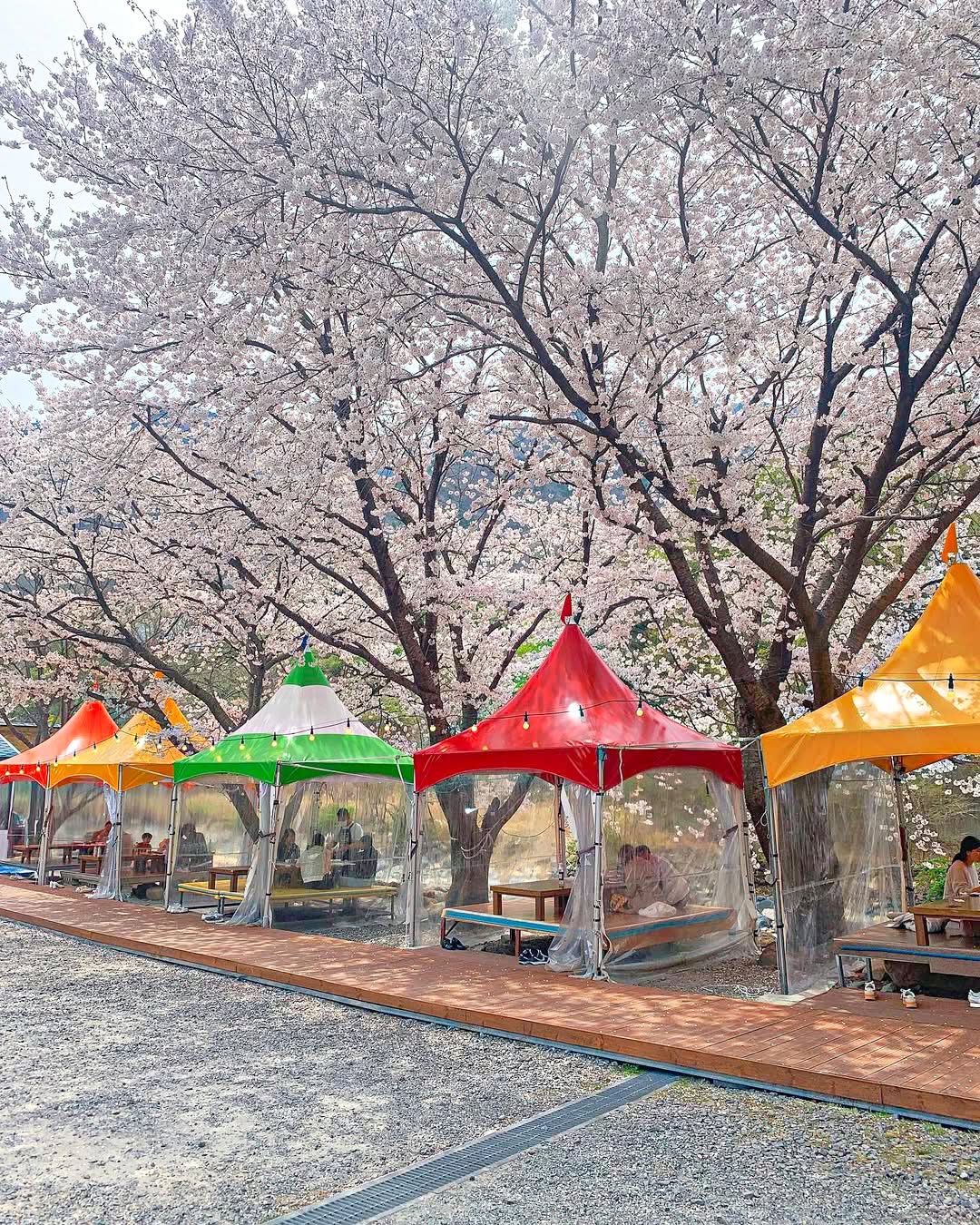 명성종가집: 계곡 옆 벚꽃 아래 오리고기