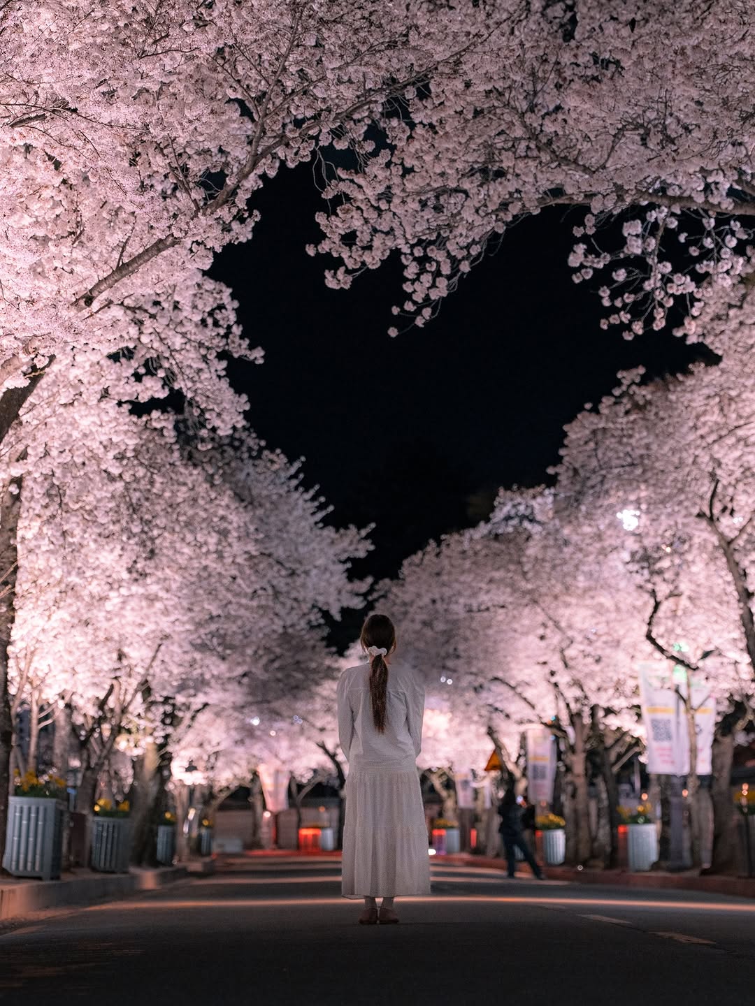 Gyeongju's Heart-Shaped Cherry Blossoms