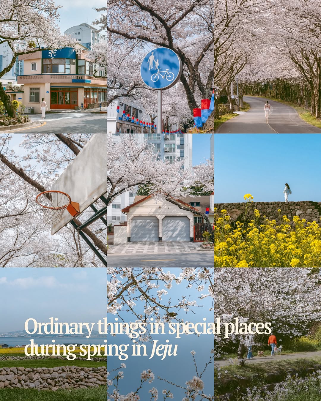 Jeju Spring Destinations for Your Trip
