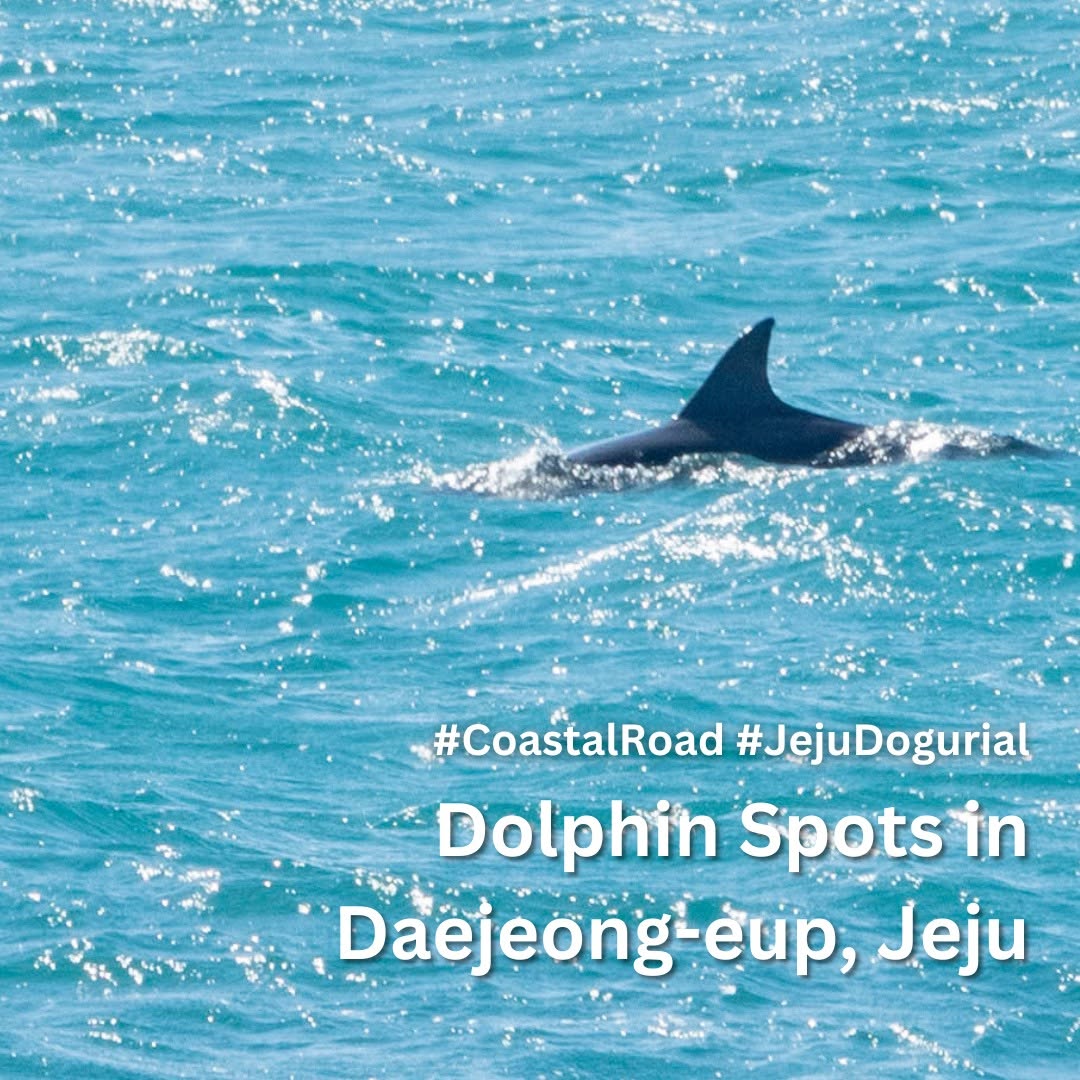 Jeju Island Dolphin Watching Spots