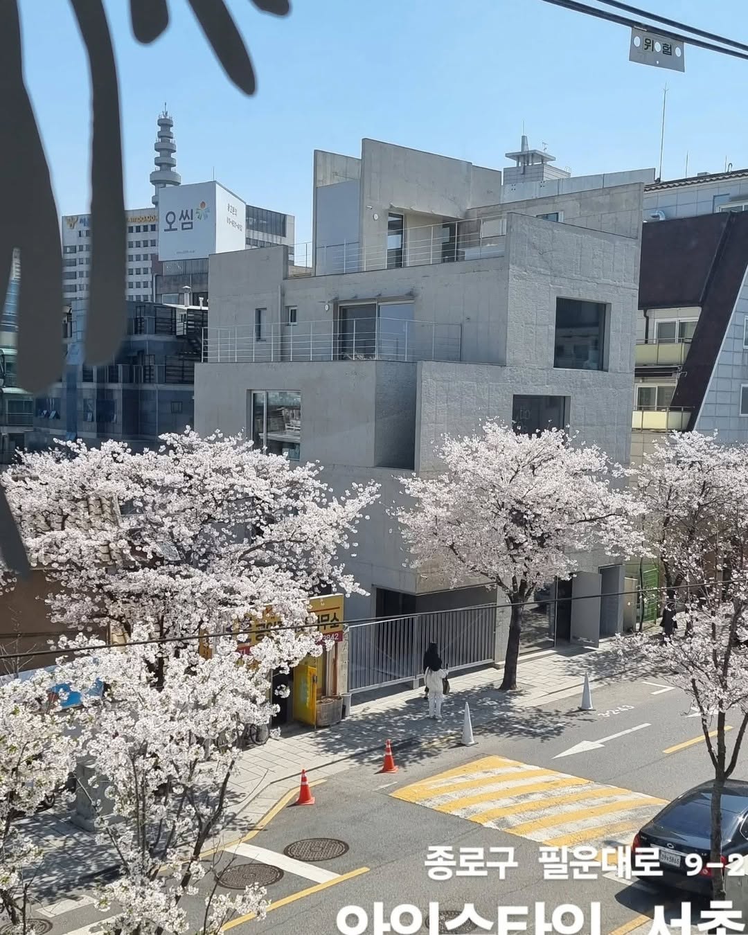 Seochon's Charming Cherry Blossom Paths