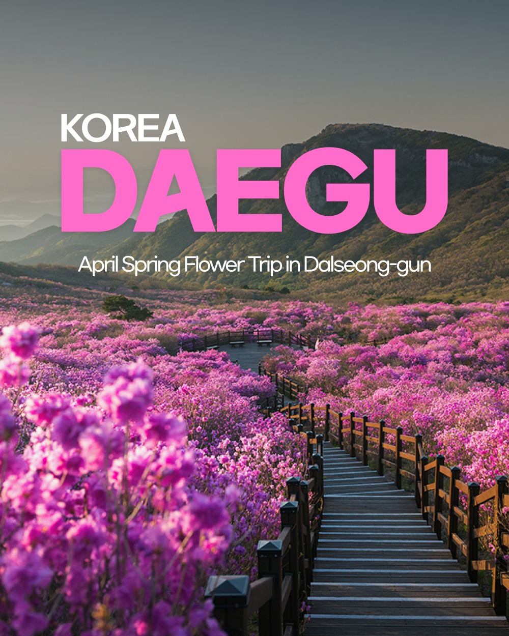 Dalseong-gun April Flower Viewing Spots