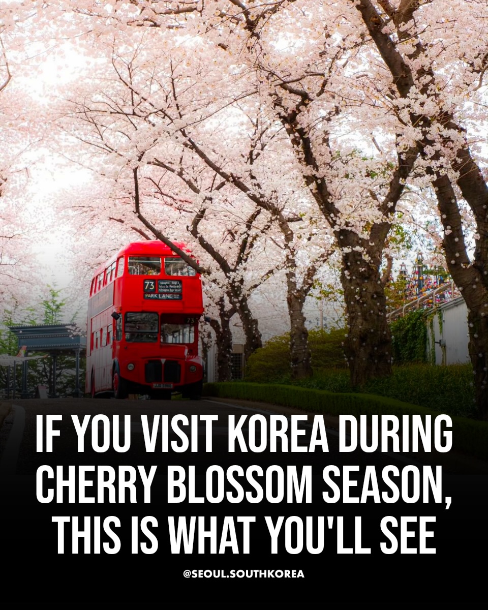 South Korea's Most Beautiful Cherry Blossom Spots