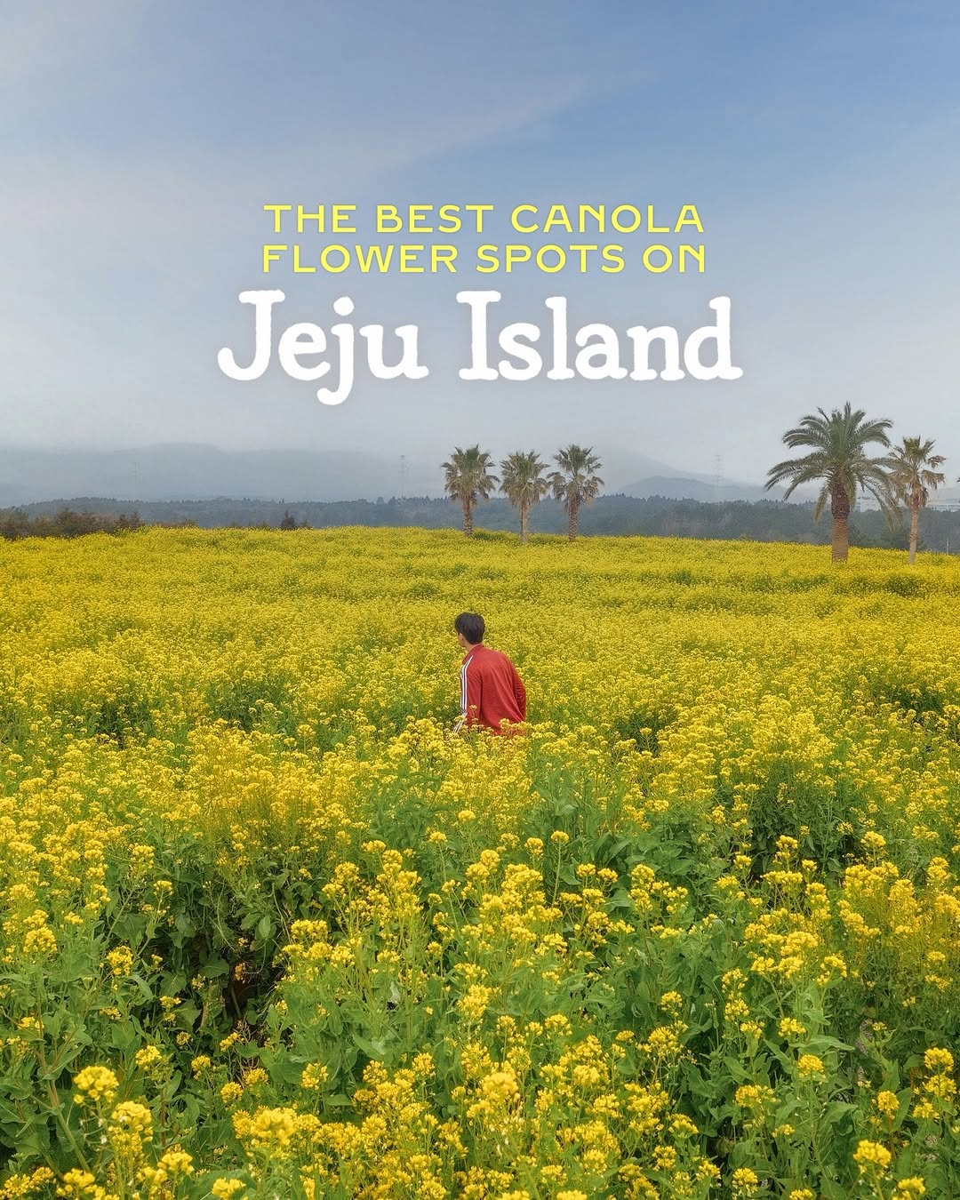 Jeju Island's Best Spring Canola Flower Spots