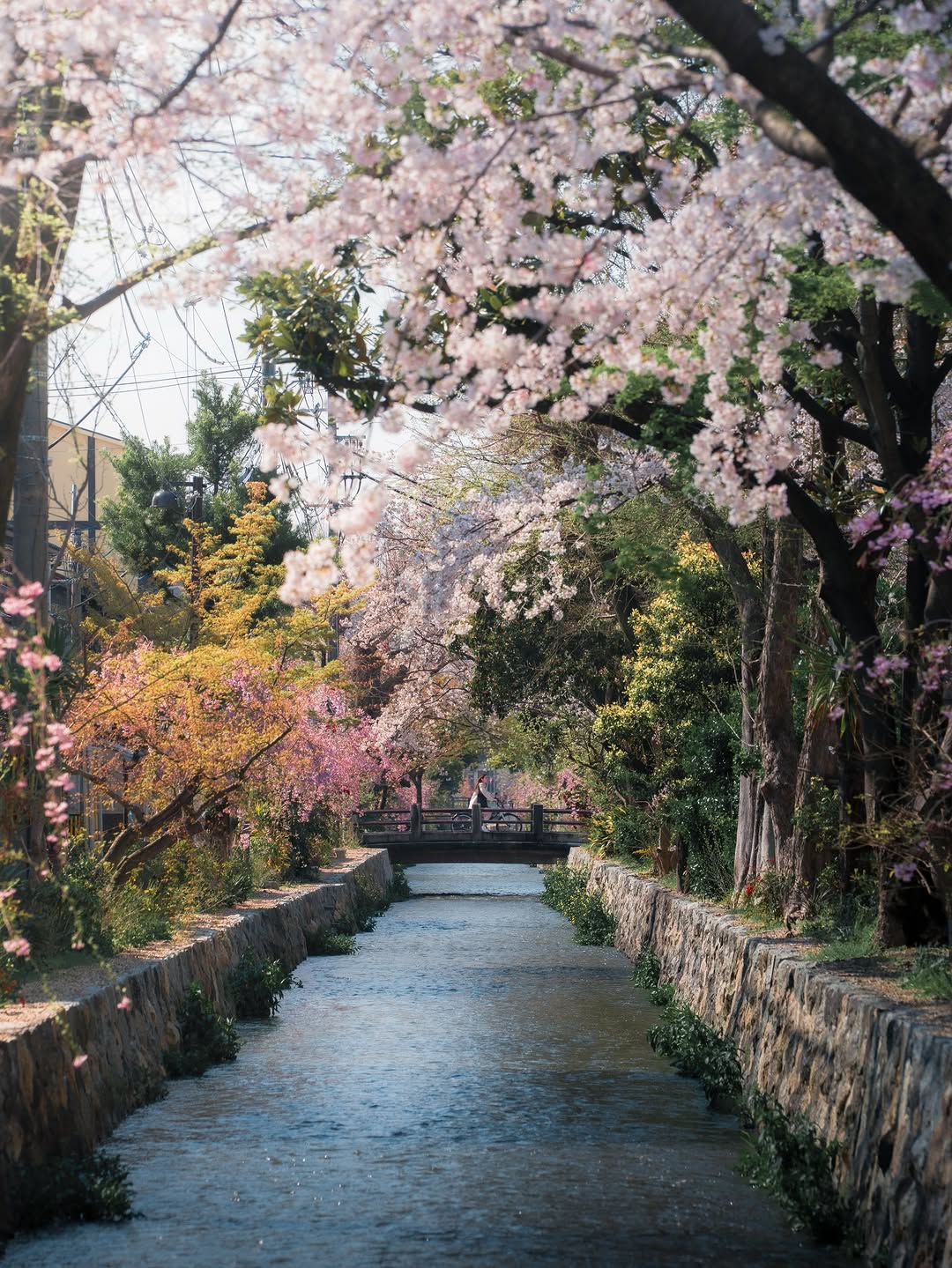 Kyoto's Cherry Blossoms Along Rivers and Bridge