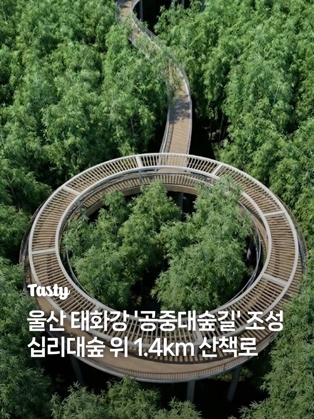 Taehwagang National Garden's Elevated Bamboo Forest Walk