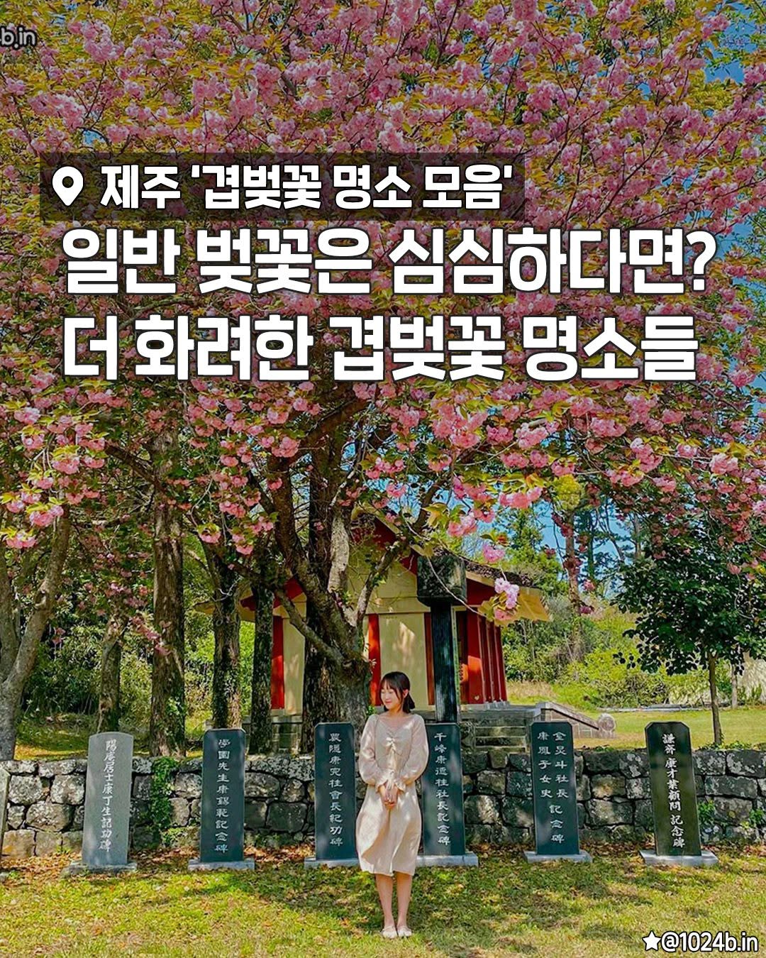 Jeju Double Cherry Blossom Viewing Spots