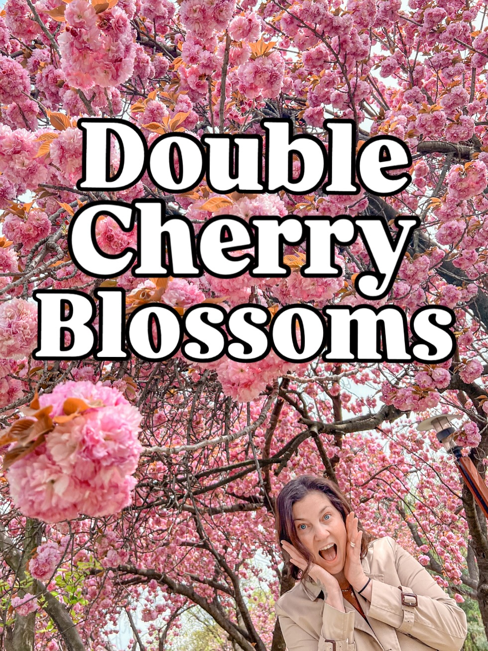 Korean Double Cherry Blossom Viewing Spots