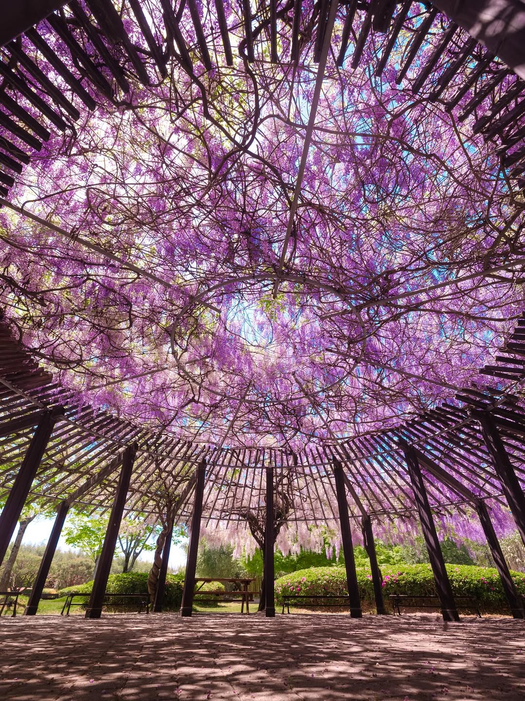 Damyang Bamboo Museum: Embrace Spring's Bamboo Flowers