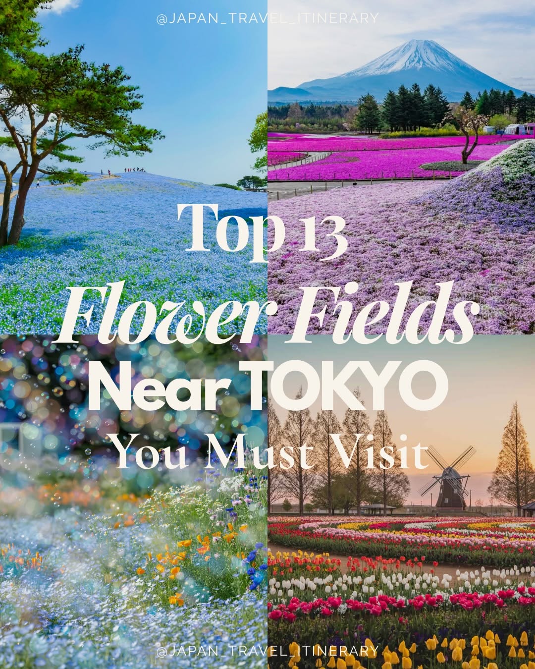 Spring Flower Fields Near Tokyo