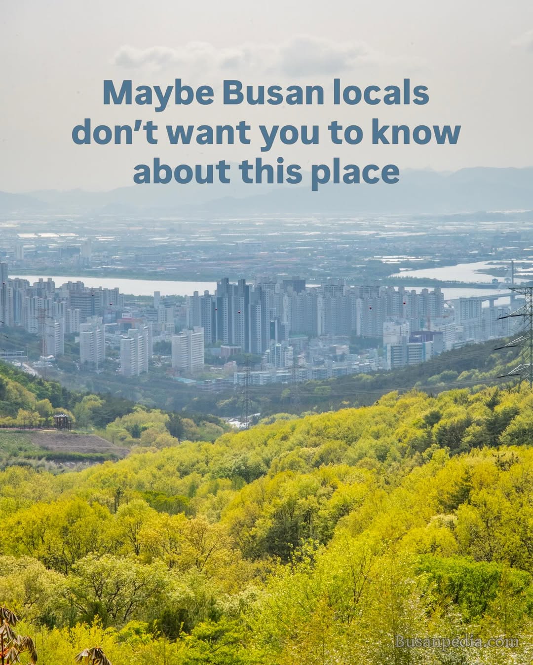 Busan's Hwamyeong Arboretum: A Free Nature Escape
