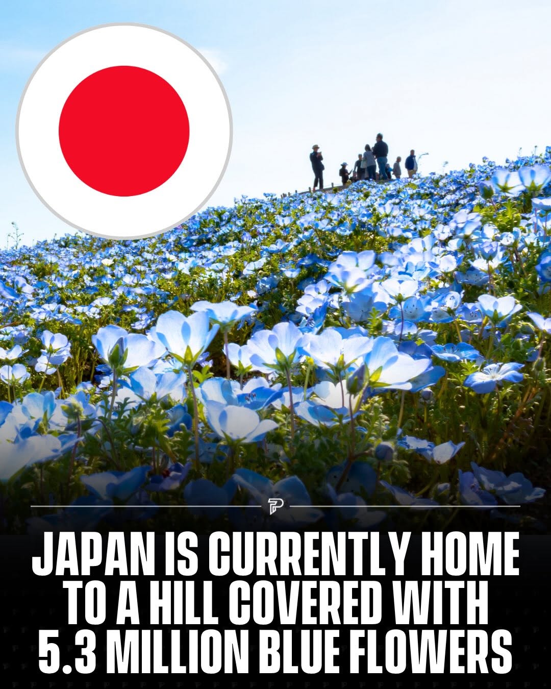 Hitachi Seaside Park's Blue Nemophila Bloom