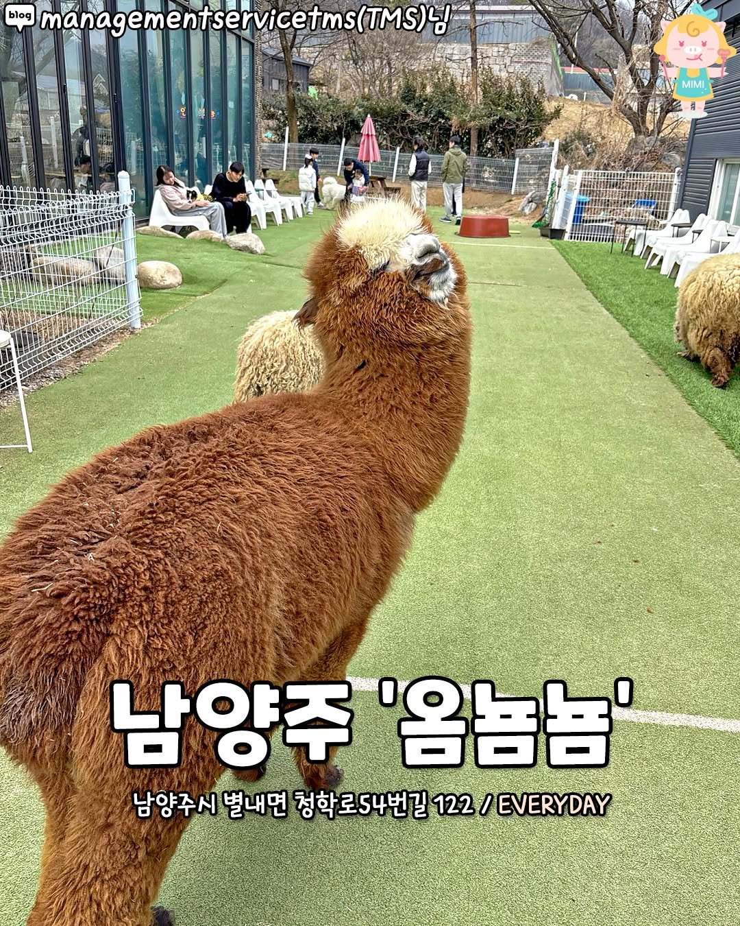 Alpaca and Mini Pigs at Cafe Omnyumnyum
