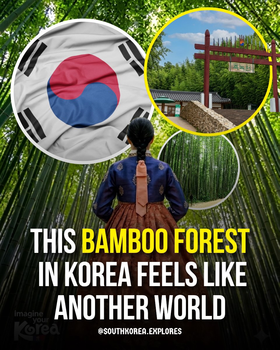 Juknokwon Bamboo Forest: A Korean Oasis
