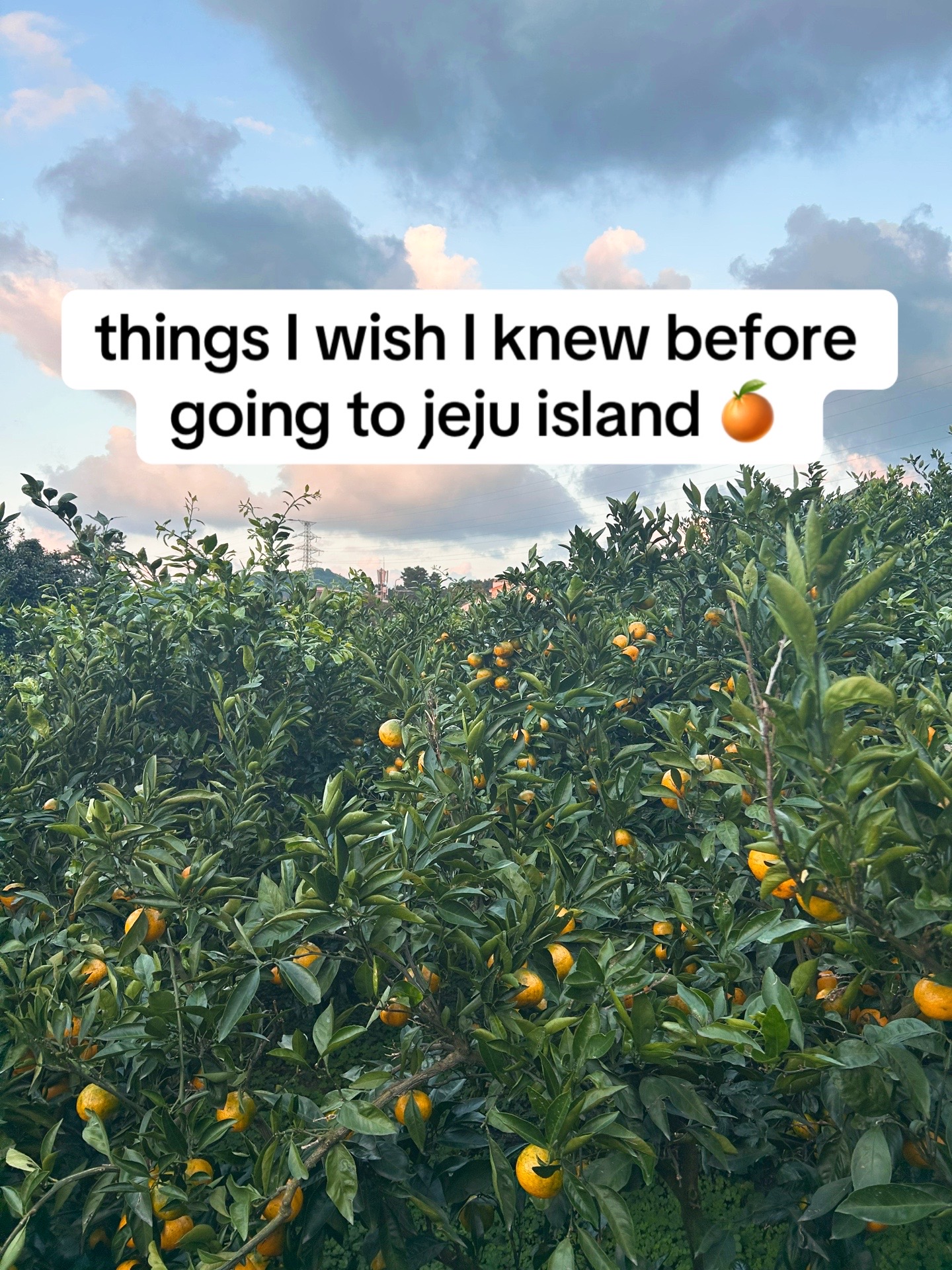 Jeju Island: Tea, Gardens, and Markets