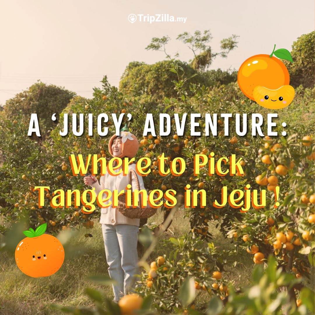 Jeju Island's Best Tangerine Picking Farms
