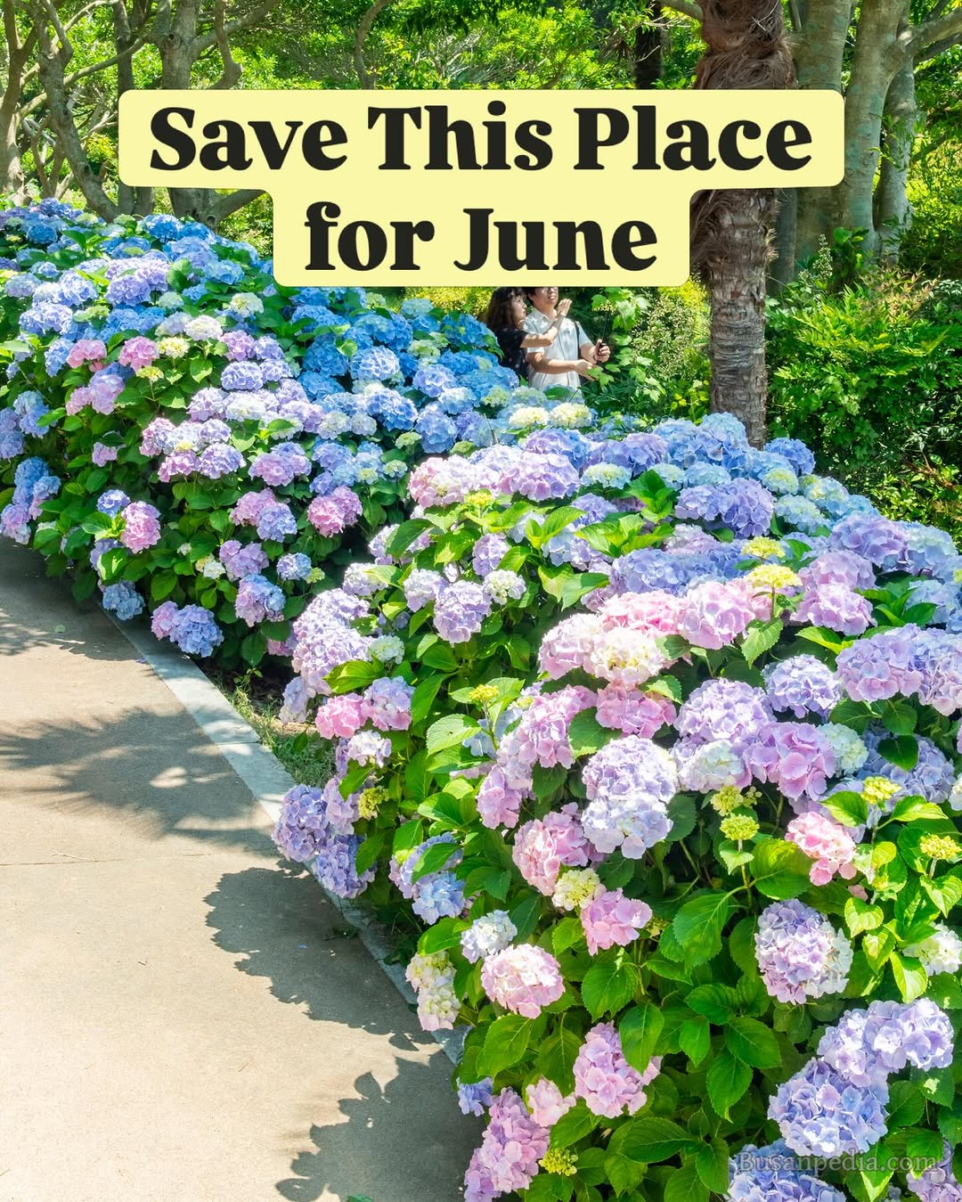Yi Sun-Sin Park's Summer Hydrangea Display