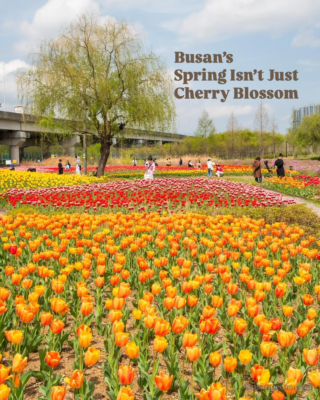 Hwamyeong Eco Park: Busan's Spring Tulip Gardens