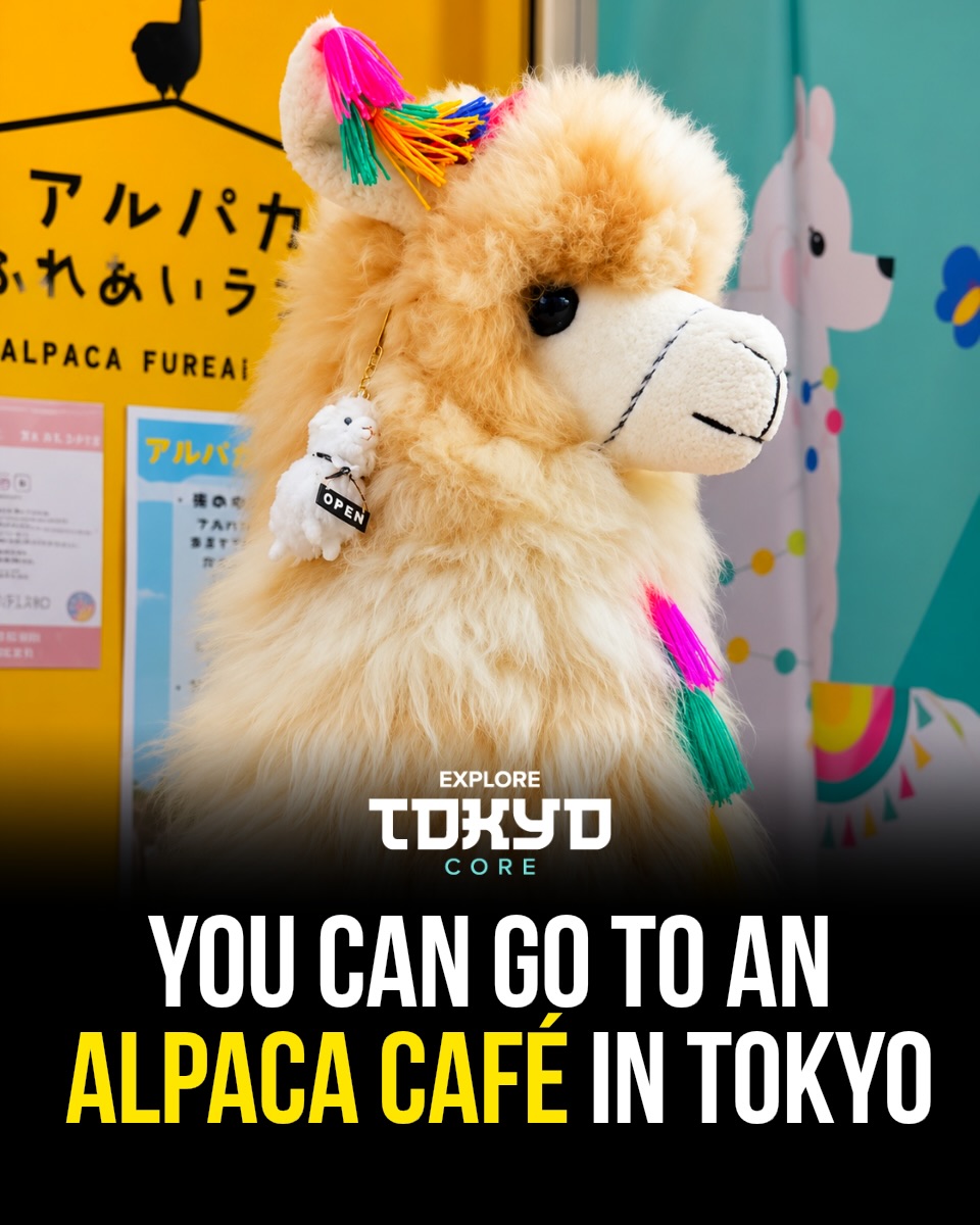 Tokyo Alpaca Petting Zoo Offers Unique Animal Encounters