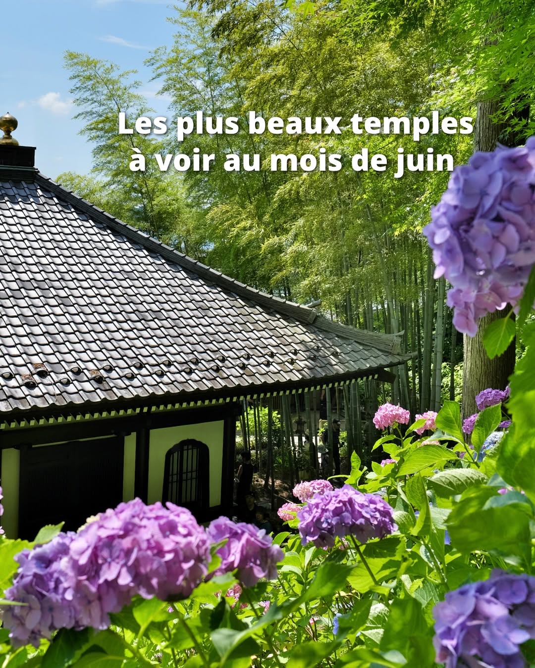 Beautiful Temples Adorned With Hydrangeas