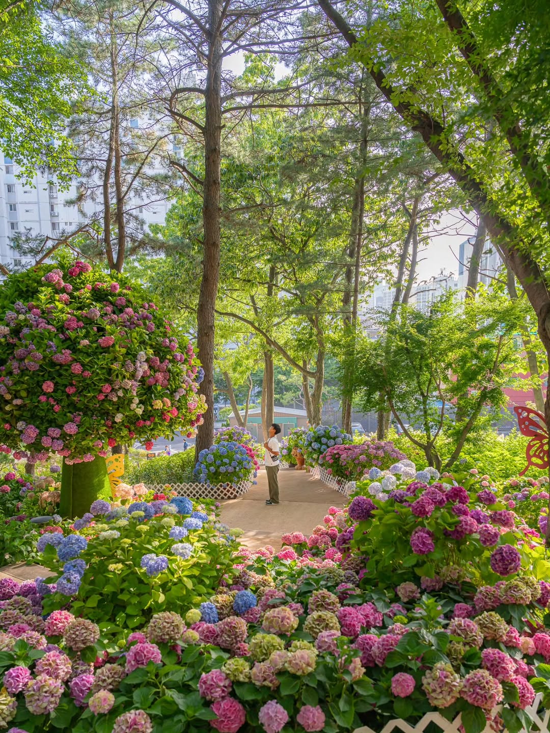 Seoul's Best Hydrangea Spot: Choansan Hydrangea Hill