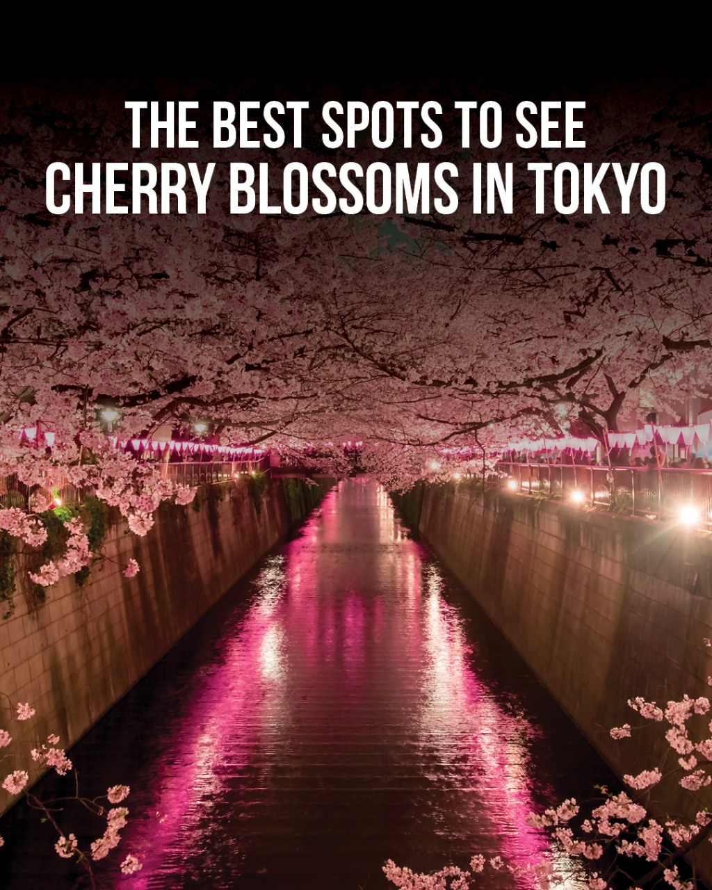 Tokyo's Best Spots for Cherry Blossom Viewing