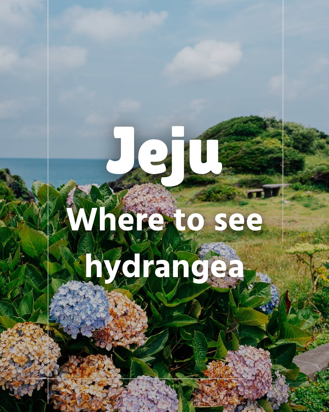 Jeju Island's Best Hydrangea Viewing Spots