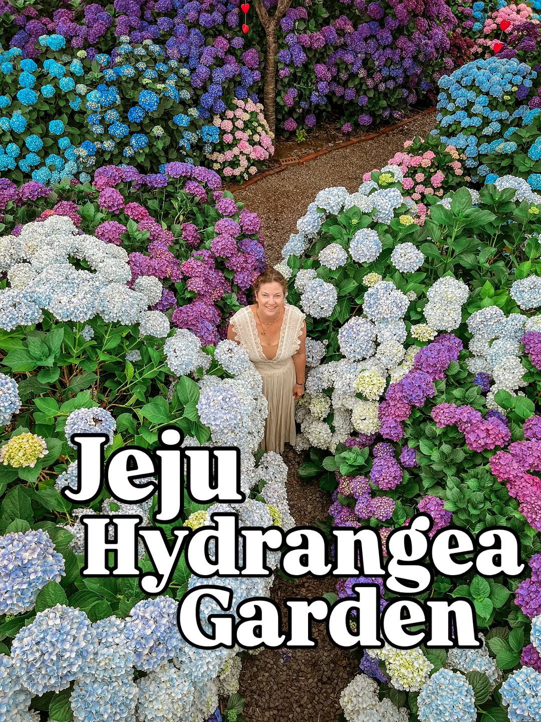 Dapdani Hydrangea Garden In Jeju