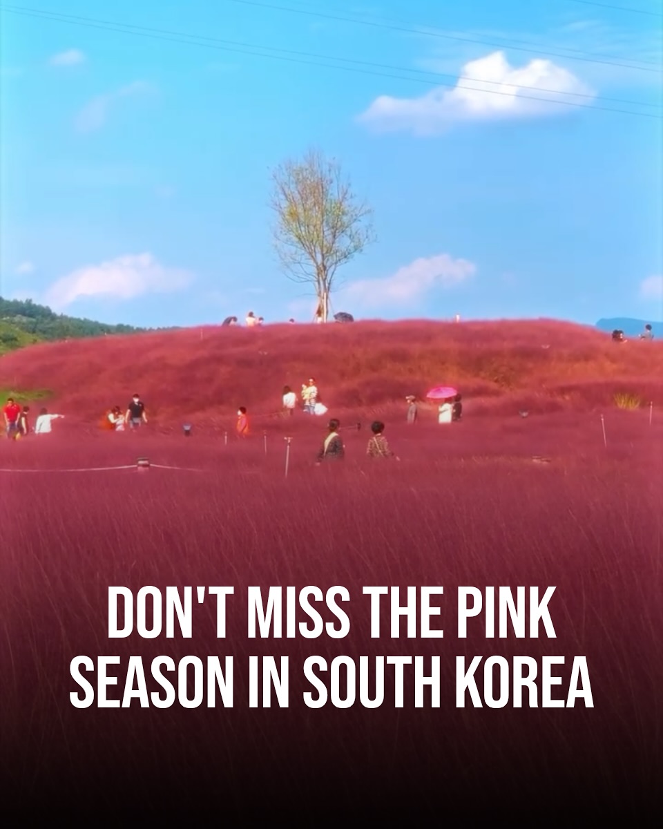 Cheomseongdae Pink Muhly Fields In Autumn