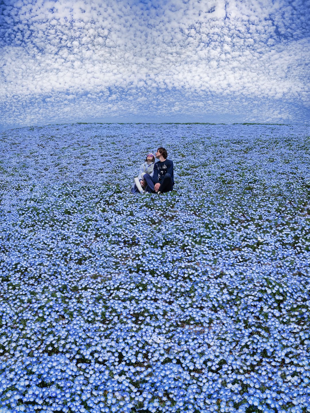 Baby Blue Eyes Bloom at Hitachi Seaside Park