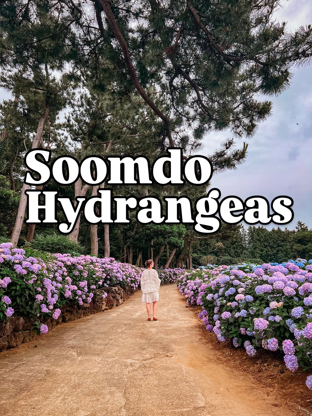 Sumdo Garden Offers Hydrangeas, LPs, And More