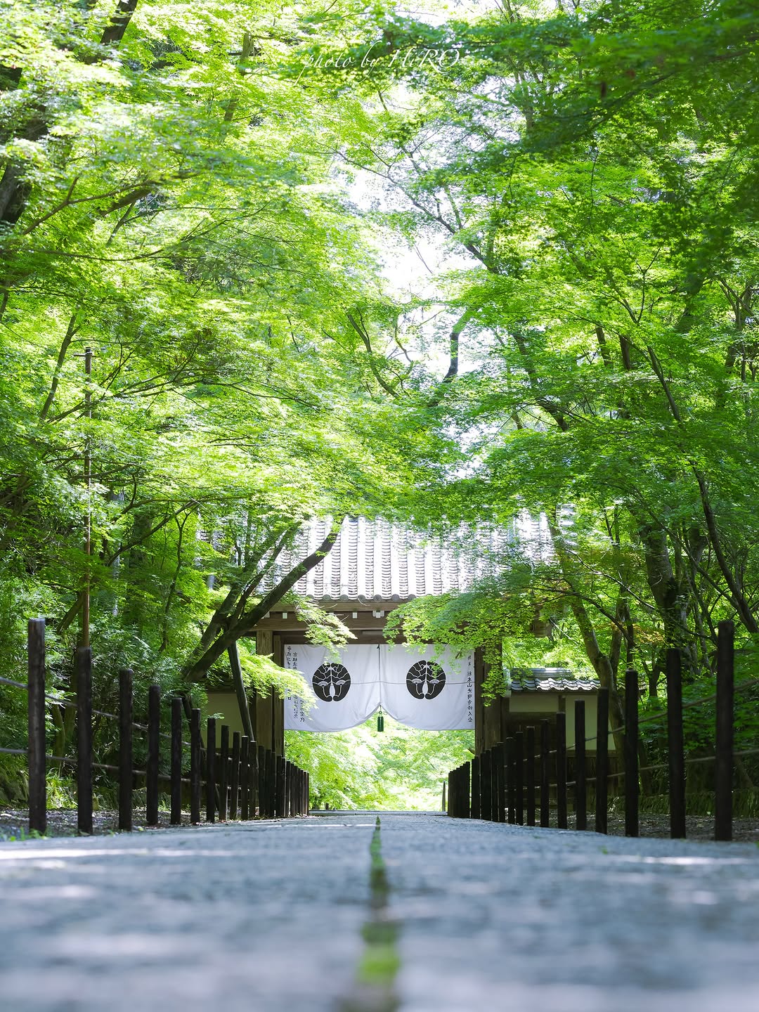 Kōmyō-ji Temple's Beautiful Maple-Lined Approach