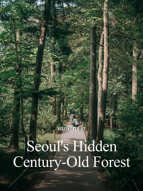 Hongneung Forest: Seoul's Oldest Arboretum Opens Weekdays