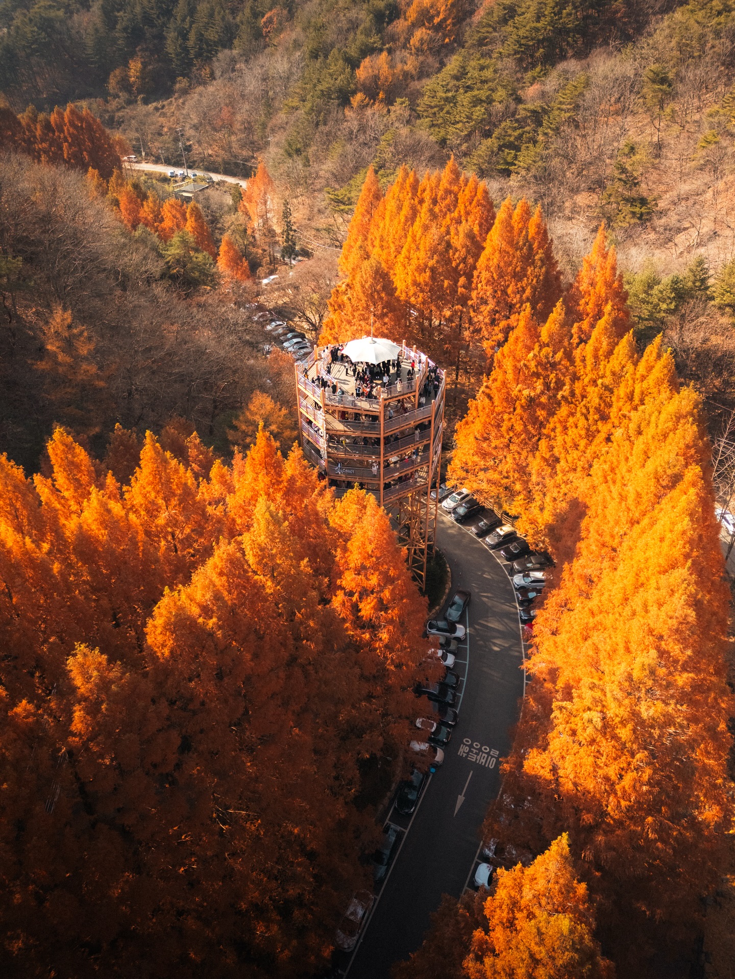 Jangtaesan Forest's Breathtaking Metasequoia Canopy