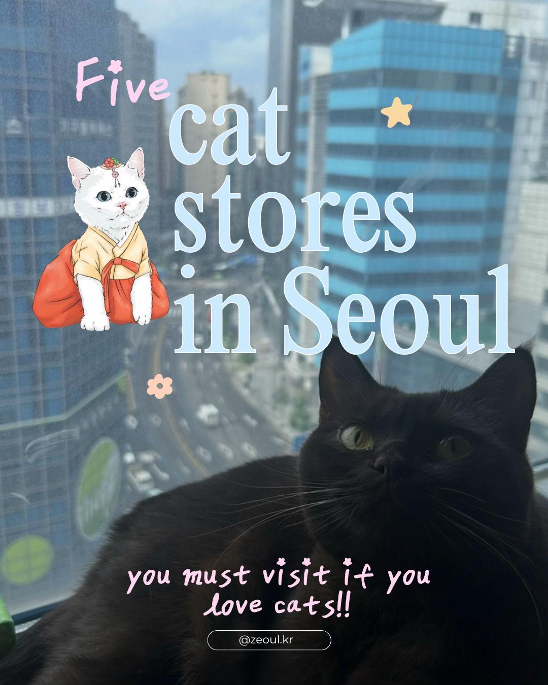 Cat Stores In Seoul
