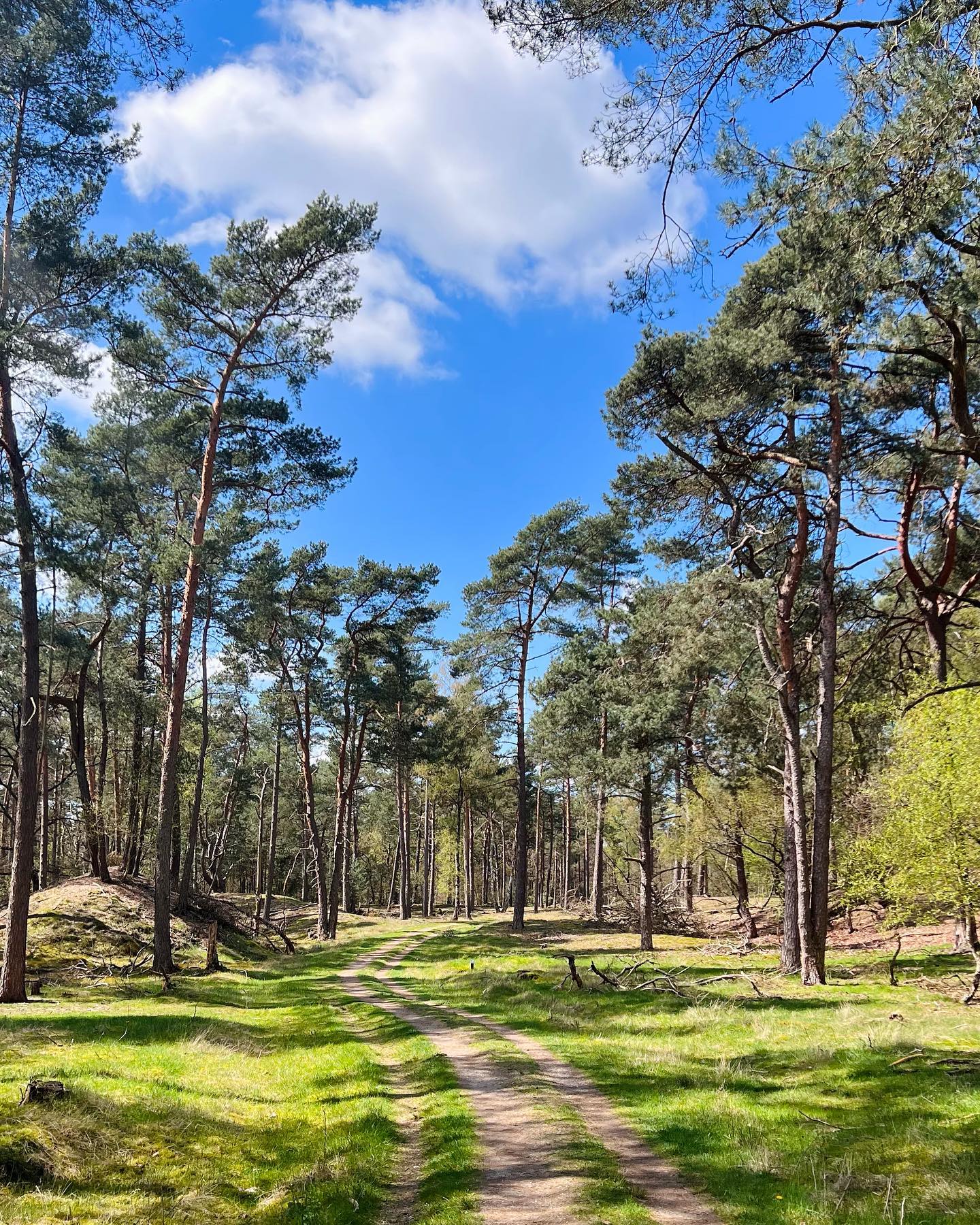 Bornia and Heidestein: Utrechtse Heuvelrug Nature